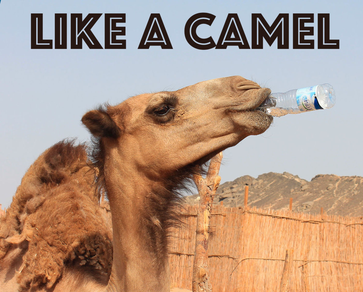 Like a Camel